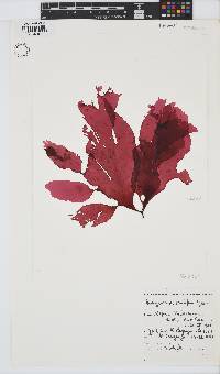 Botryocarpa prolifera image