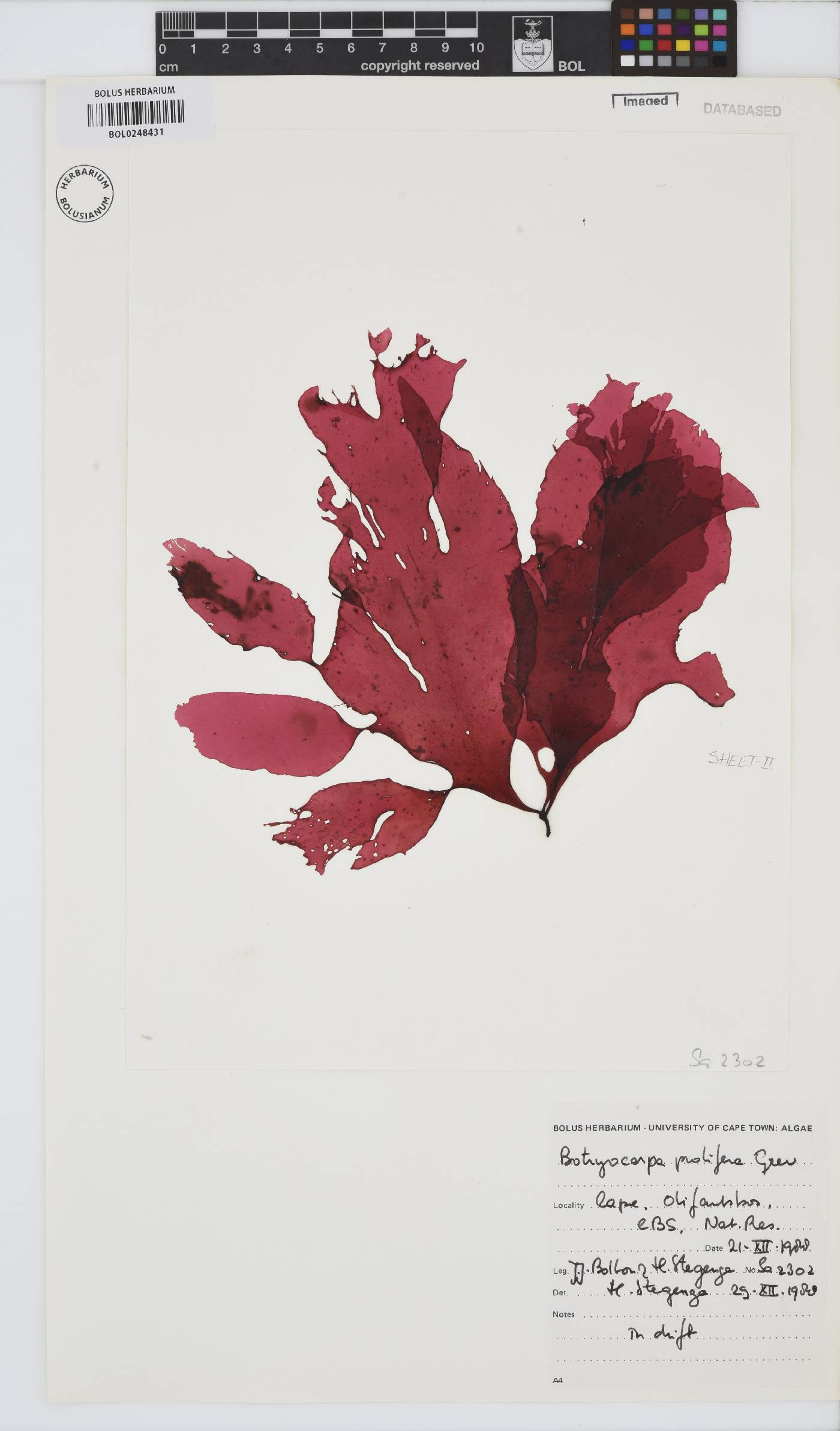 Botryocarpa prolifera image