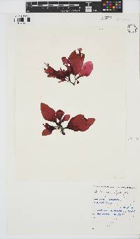 Botryocarpa prolifera image