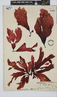 Botryocarpa prolifera image