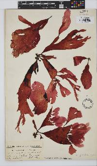 Botryocarpa prolifera image