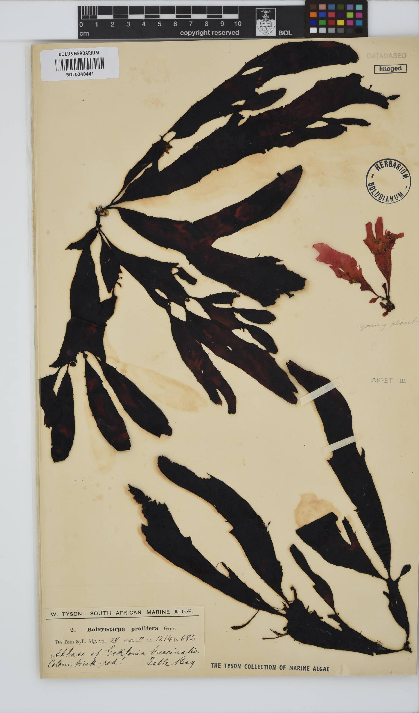Botryocarpa prolifera image