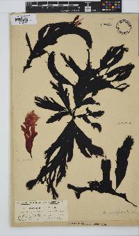 Botryocarpa prolifera image
