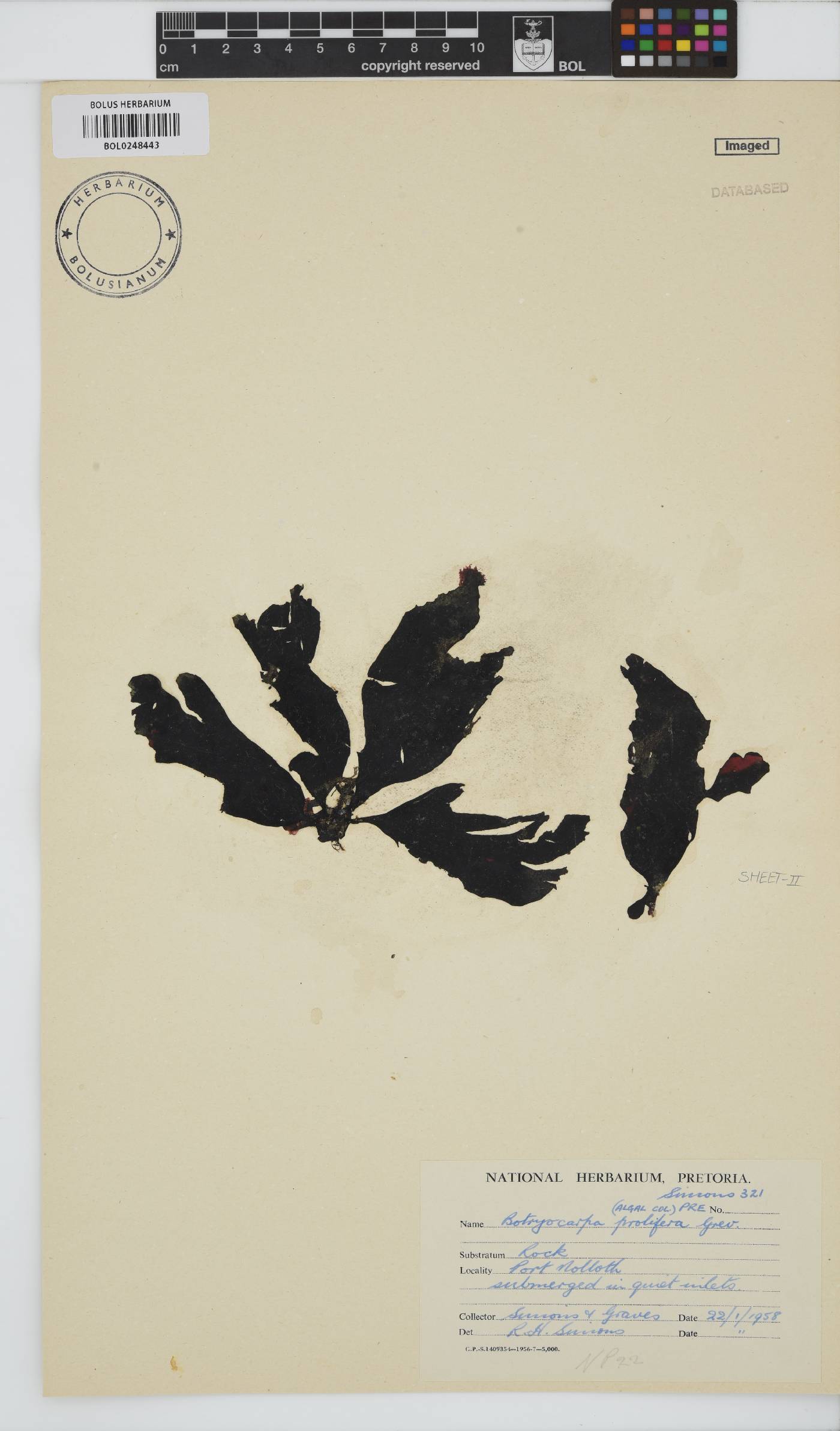 Botryocarpa prolifera image