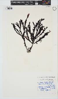 Botryoglossum platycarpum image