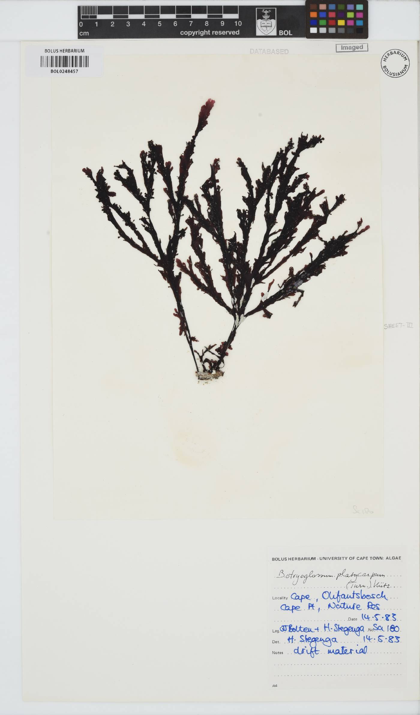Botryoglossum platycarpum image
