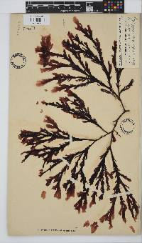 Botryoglossum platycarpum image