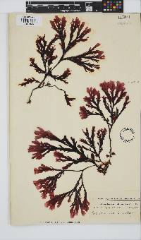 Botryoglossum platycarpum image