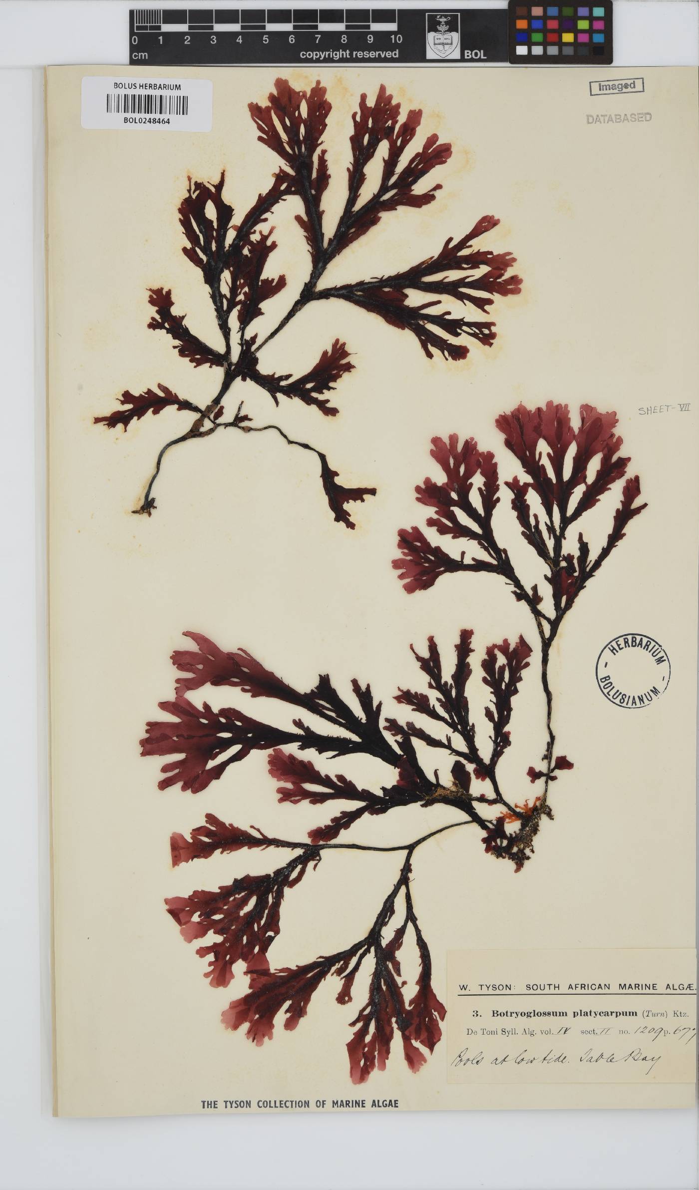Botryoglossum platycarpum image