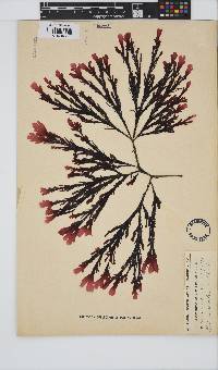 Botryoglossum platycarpum image