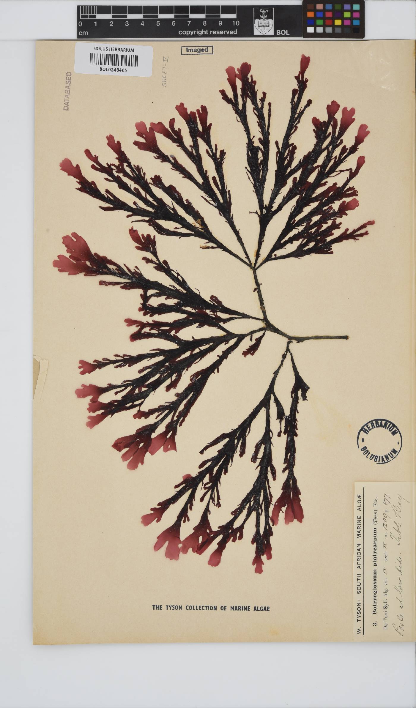 Botryoglossum platycarpum image