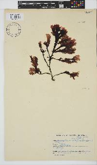 Botryoglossum platycarpum image