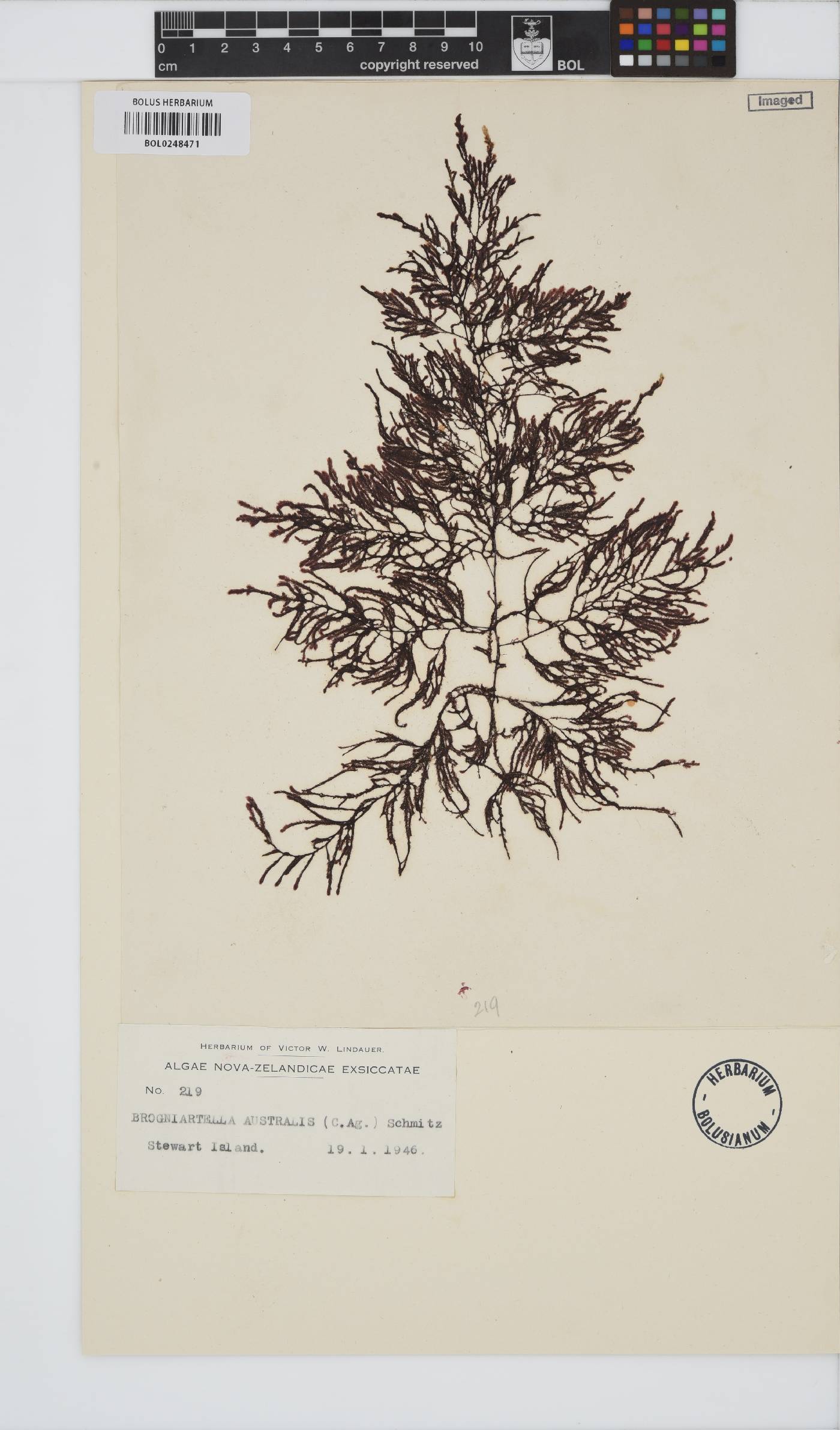 Vertebrata australis image