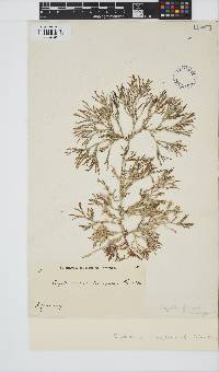 Image of Alsidium triquetrum