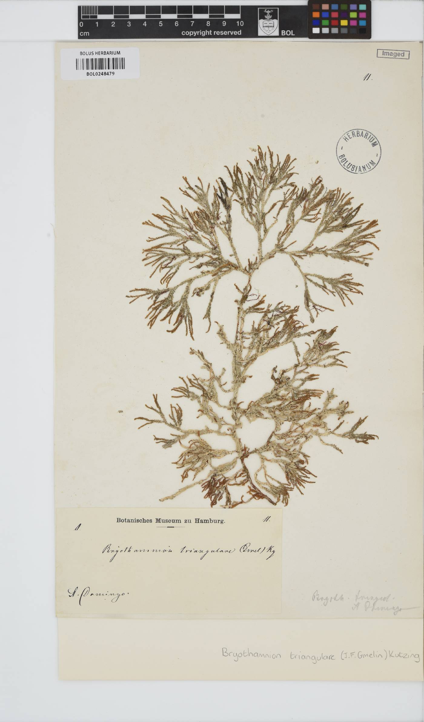 Alsidium triquetrum image