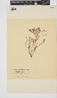 Alsidium triquetrum image