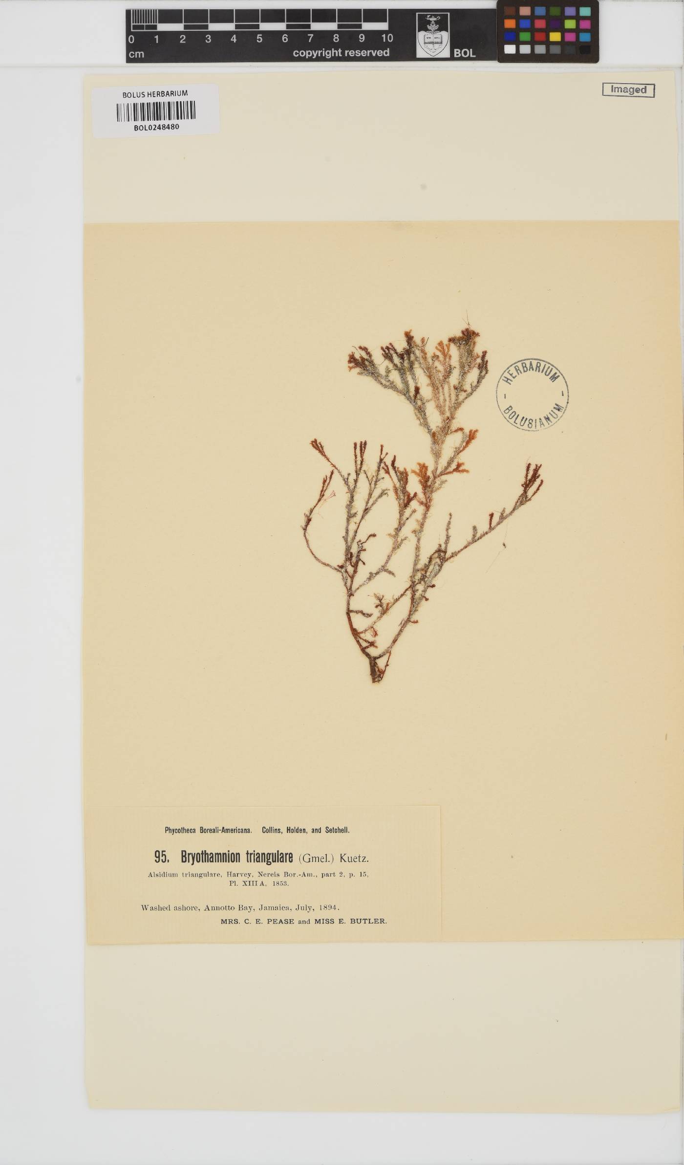 Alsidium triquetrum image