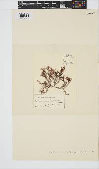 Alsidium triquetrum image