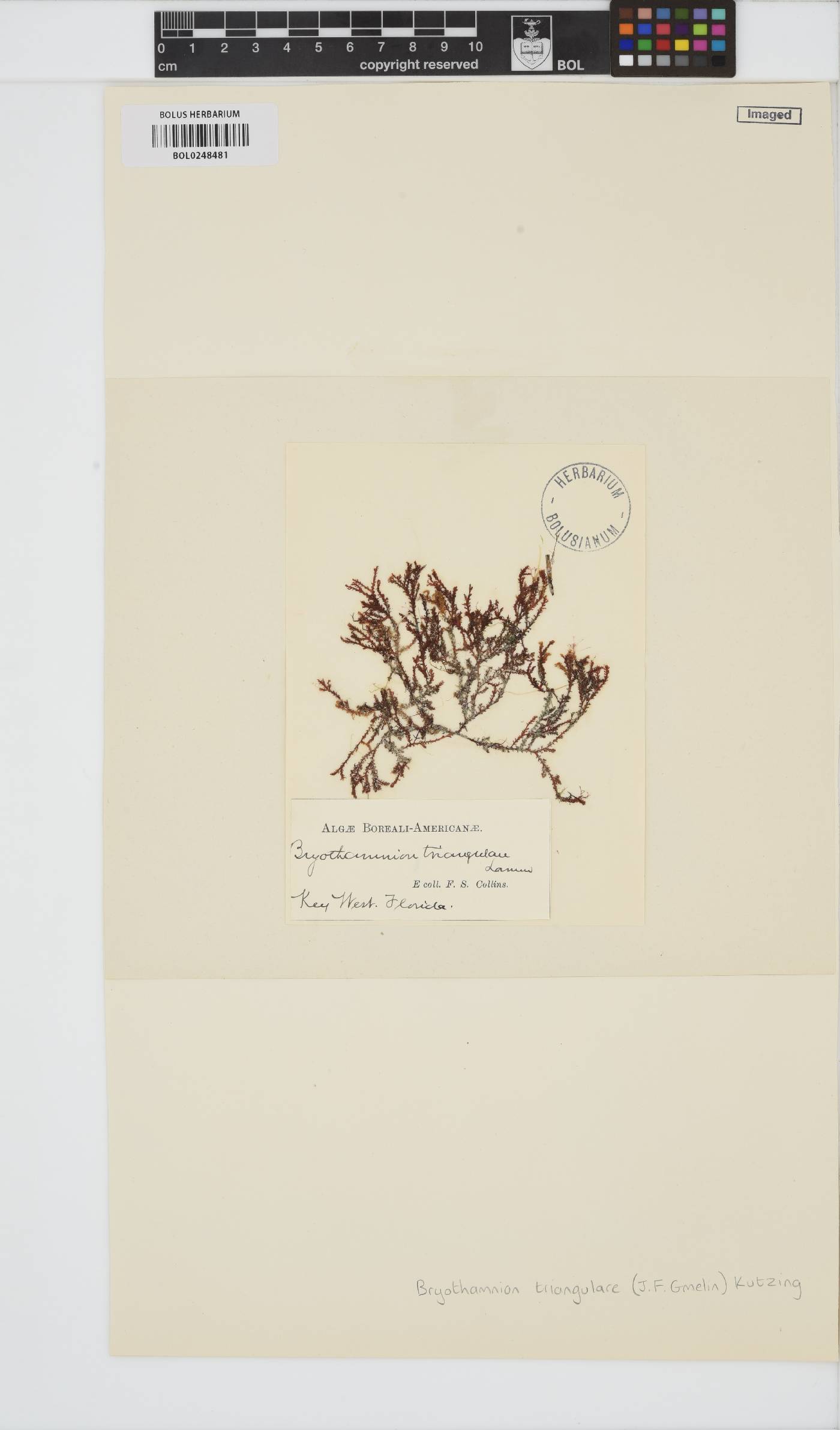 Alsidium triquetrum image