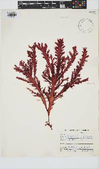 Calliblepharis fimbriata image