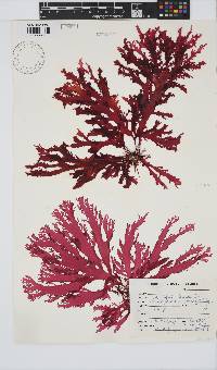 Calliblepharis fimbriata image
