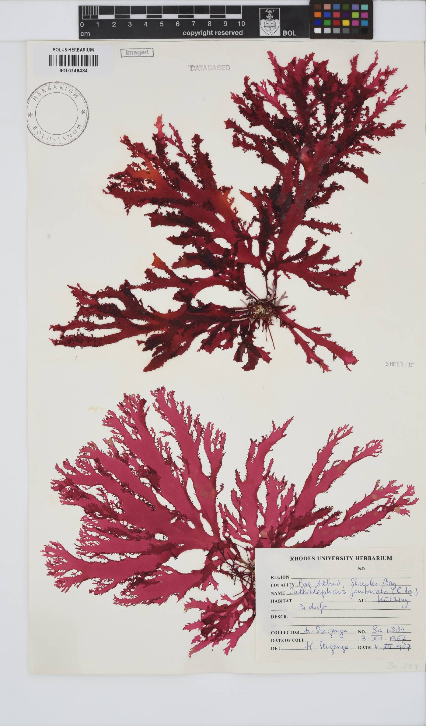 Calliblepharis fimbriata image