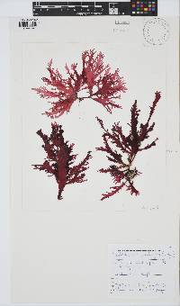 Calliblepharis fimbriata image