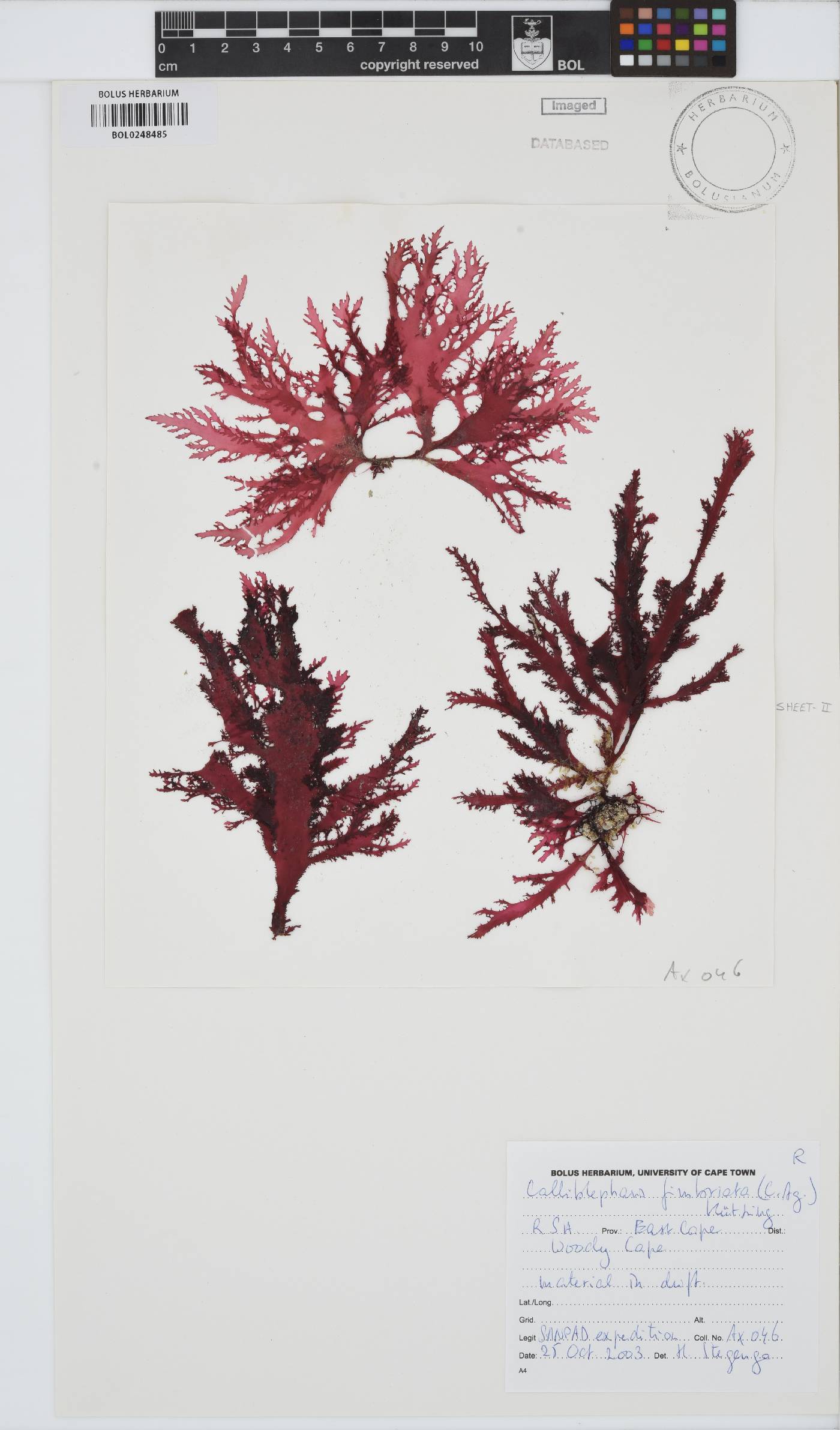Calliblepharis fimbriata image