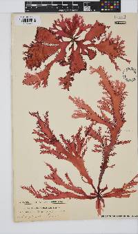 Calliblepharis fimbriata image