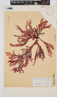 Calliblepharis fimbriata image