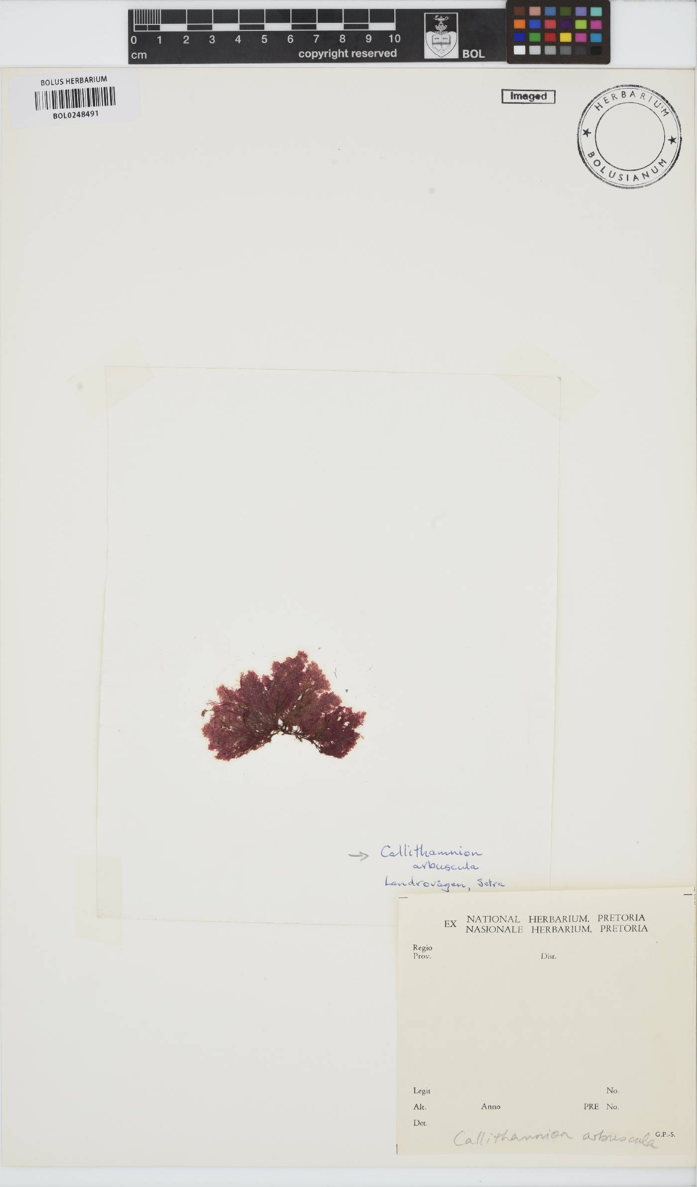Gaillona image
