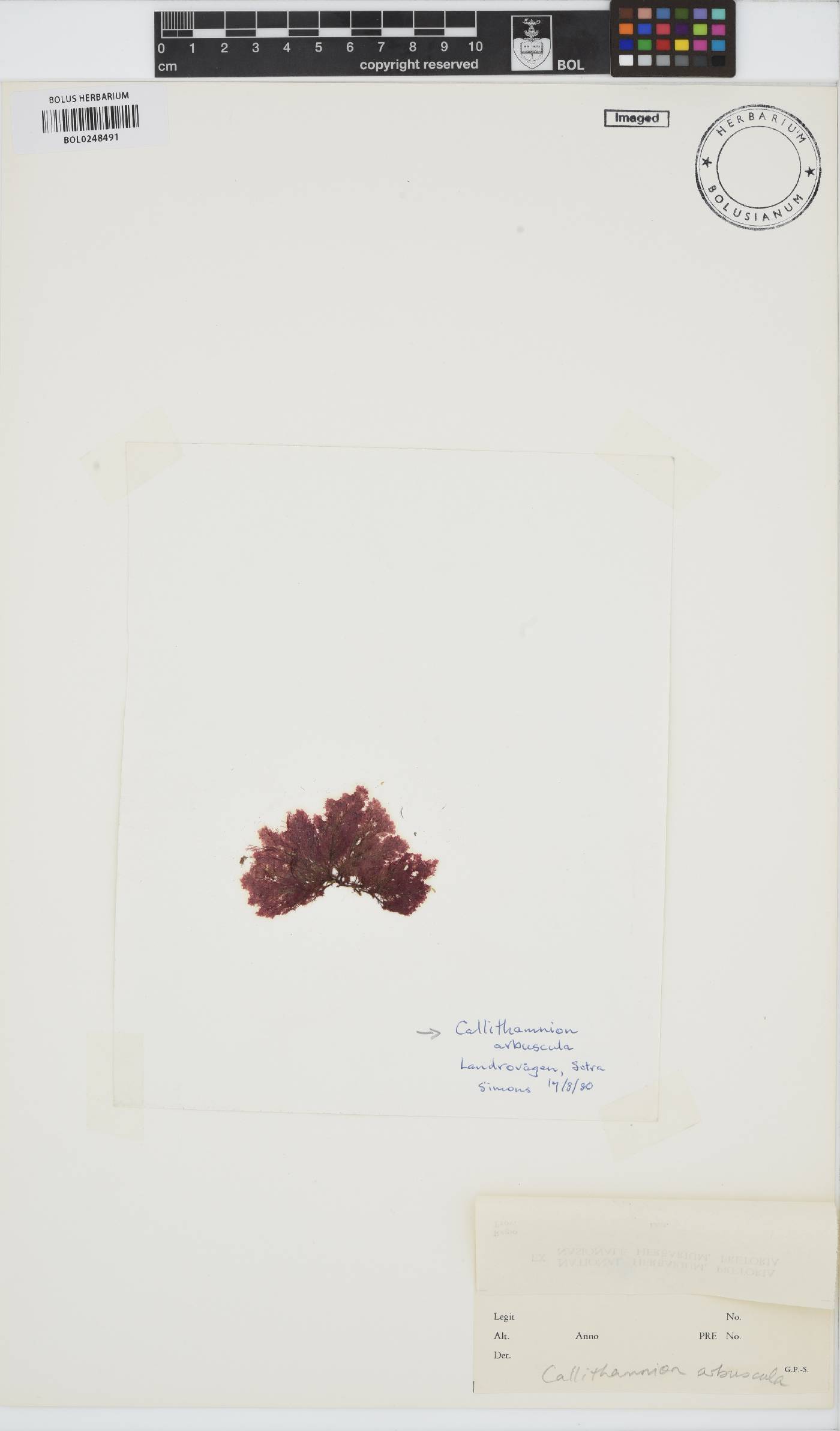 Gaillona seposita image