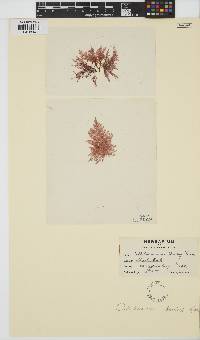 Image of Callithamnion tetragonum