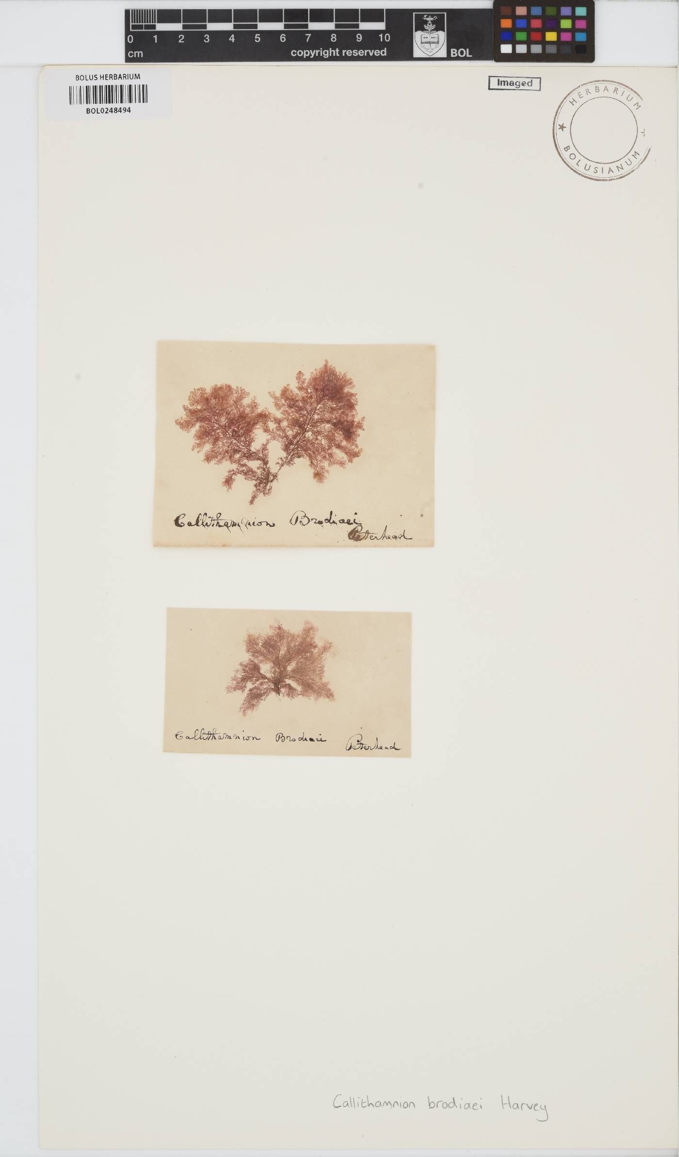 Gaillona hookeri image