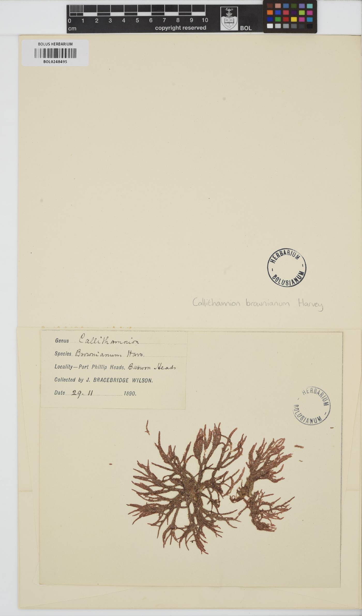 Spongoclonium brownianum image