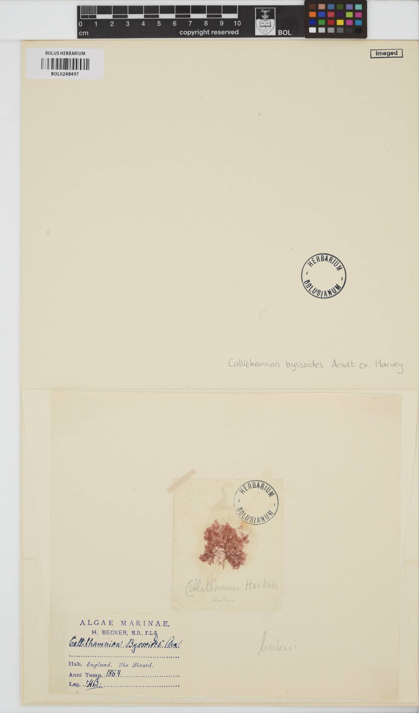 Callithamnion byssoides image