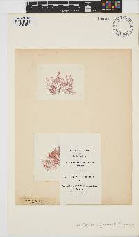 Callithamnion corymbosum image