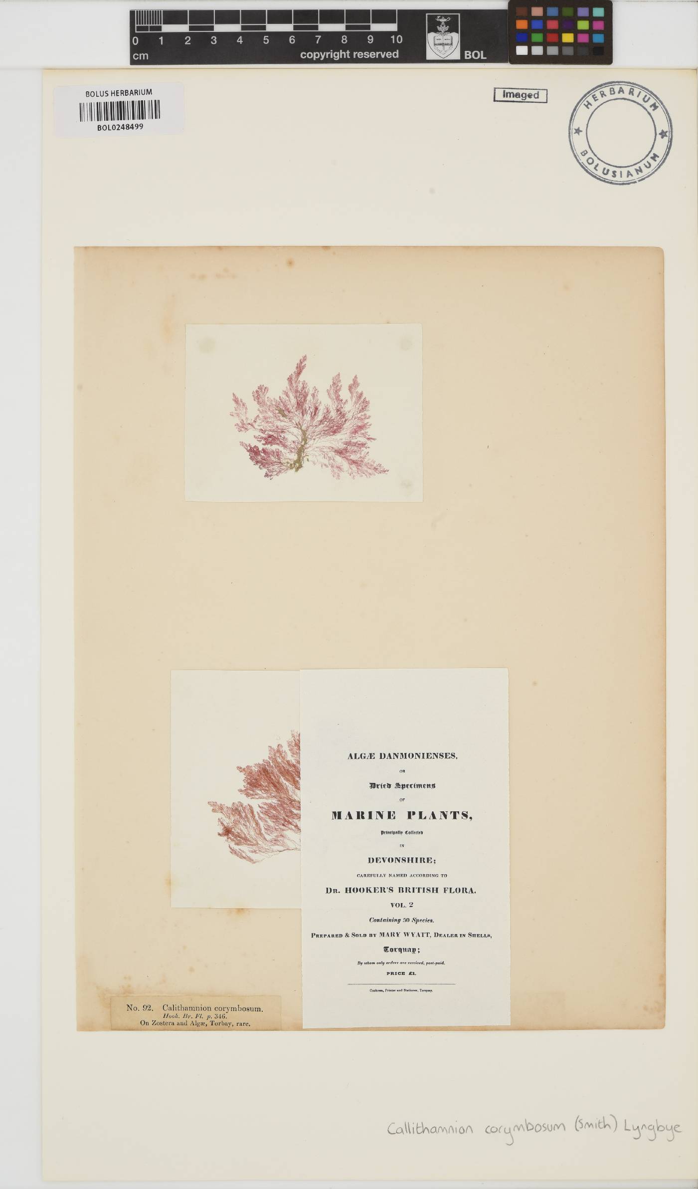 Callithamnion corymbosum image
