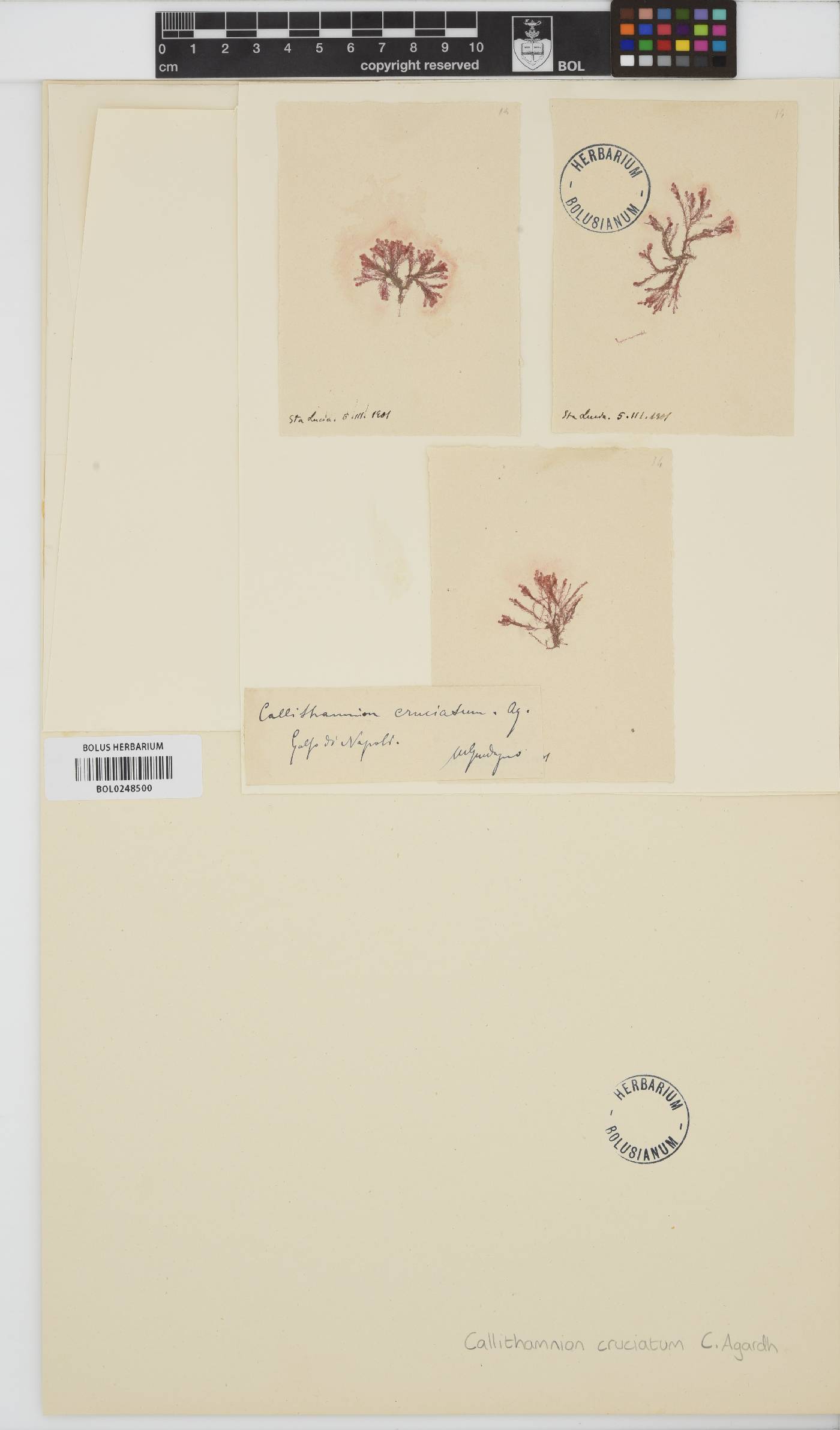 Antithamnion cruciatum image