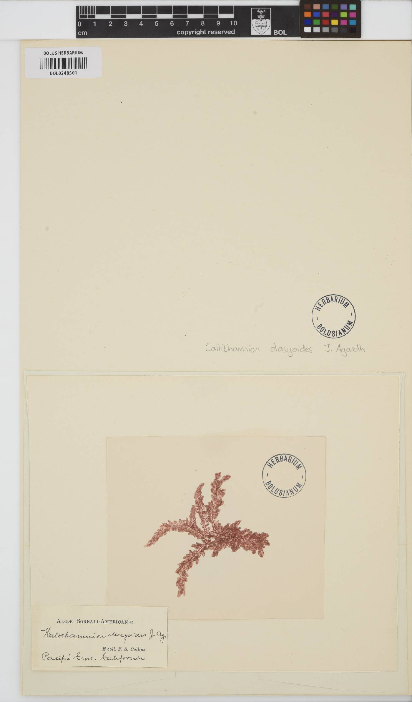 Pleonosporium squarrulosum image