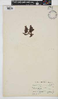 Callithamnion stuposum image