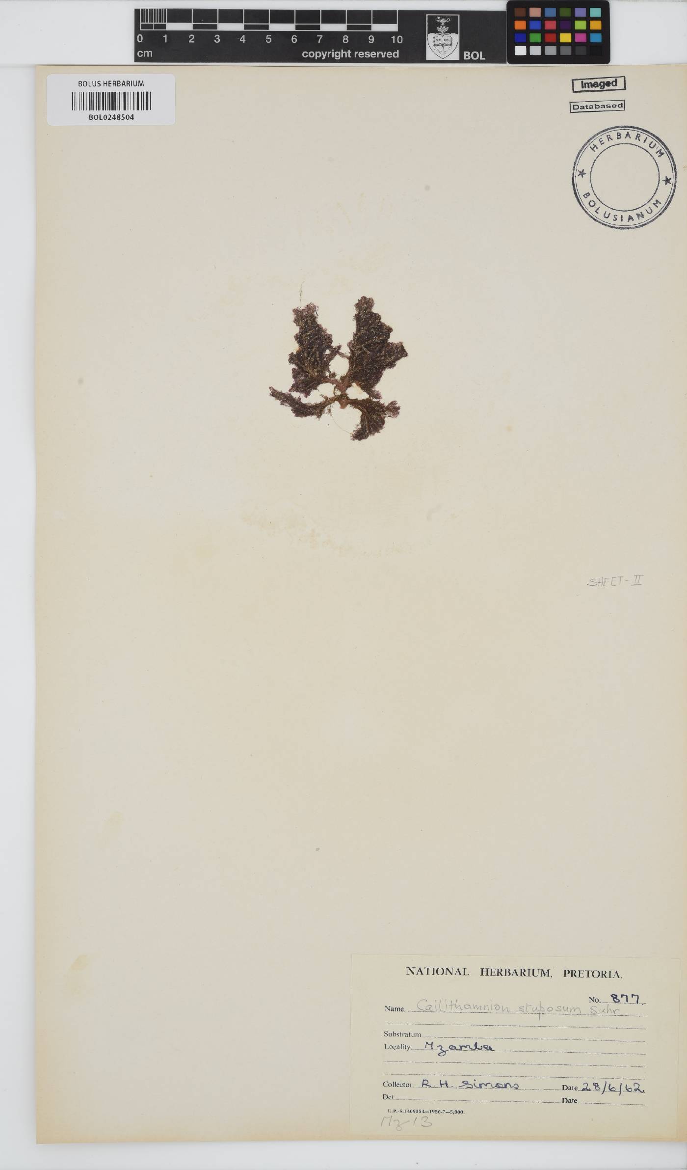 Callithamnion stuposum image