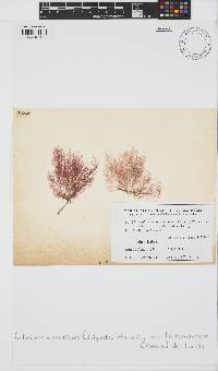 Image of Callithamnion caulescens
