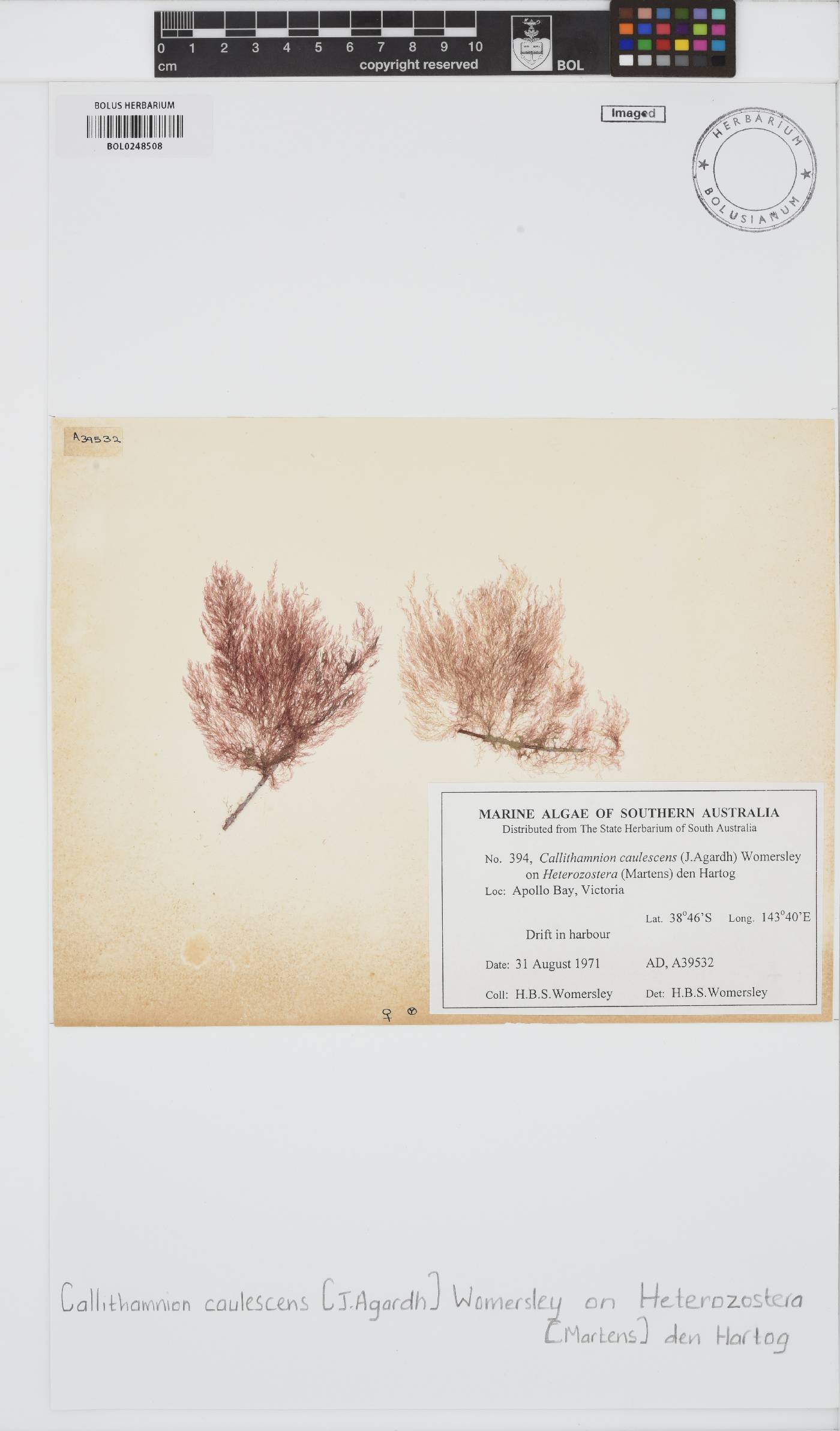 Callithamnion caulescens image