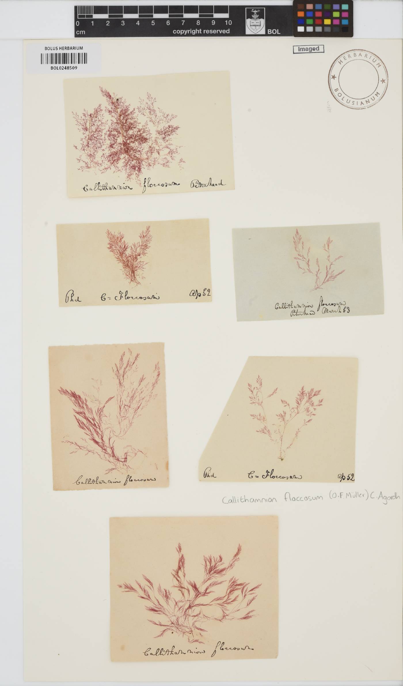 Antithamnionella image