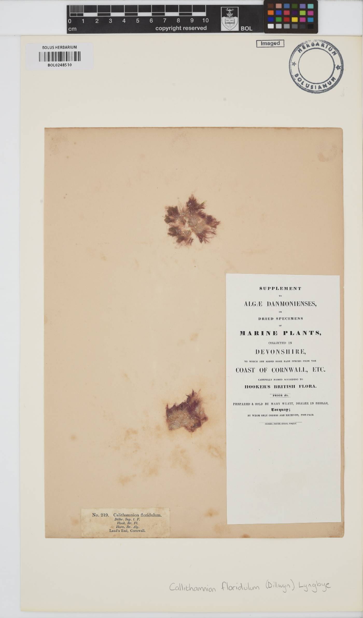 Rhodothamniella floridula image