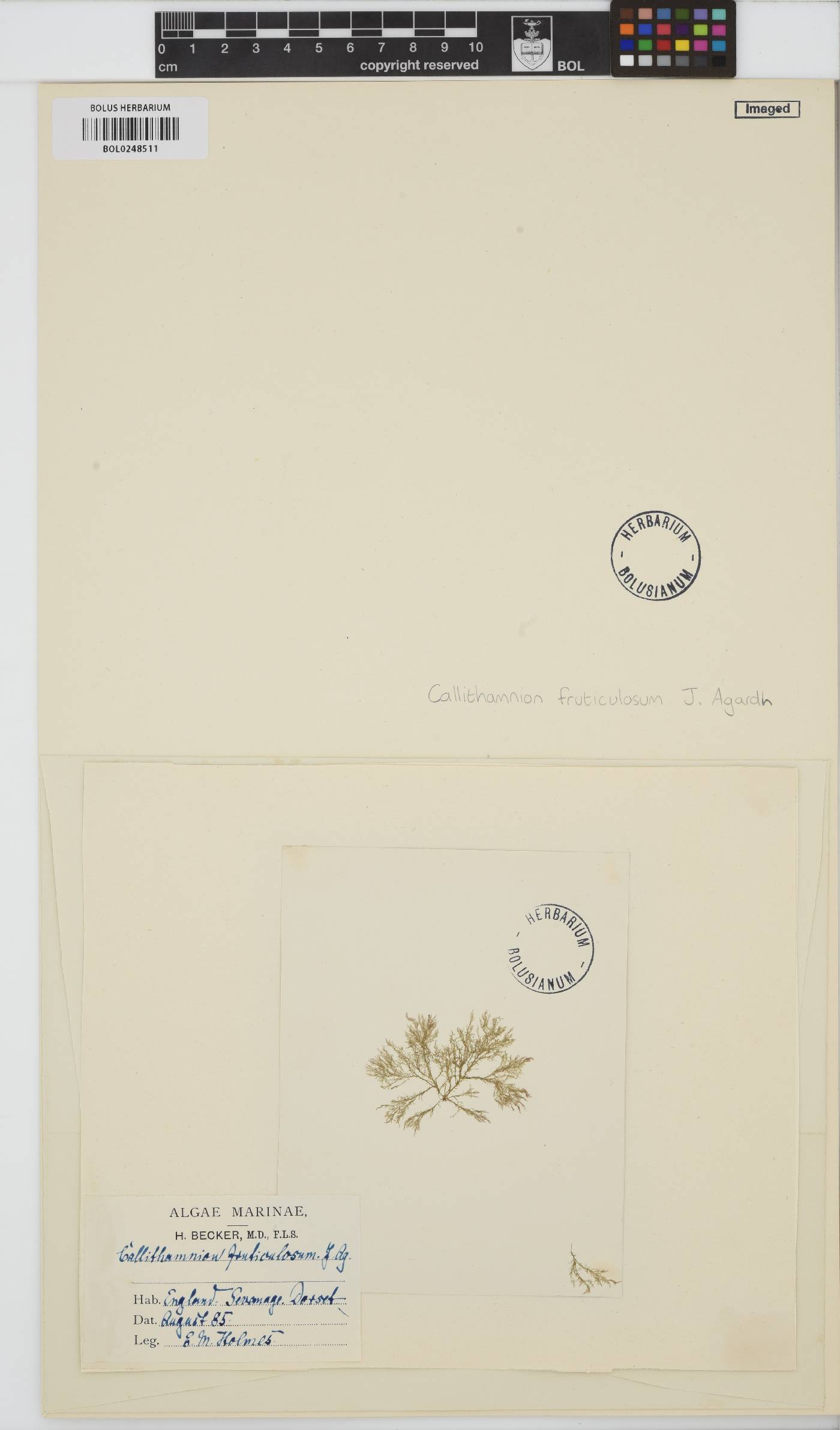 Callithamnion tetragonum image