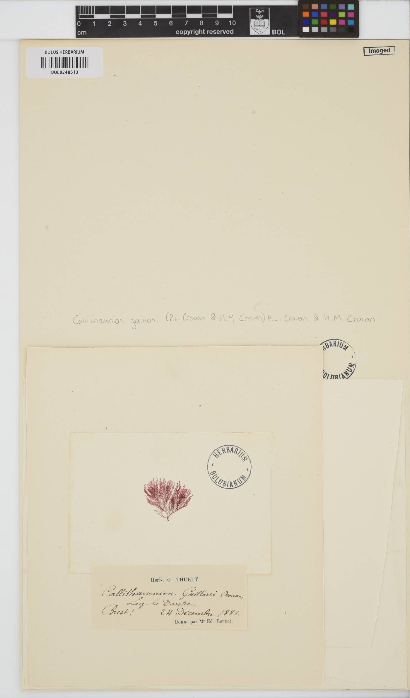 Aglaothamnion gaillonii image