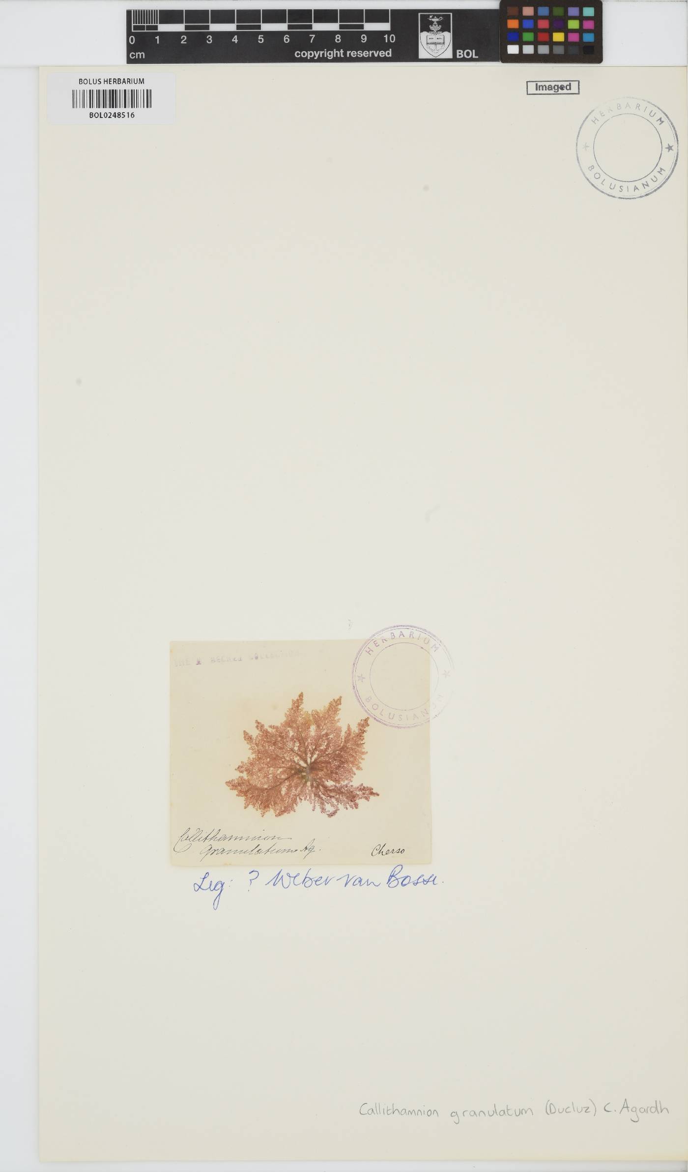 Callithamnion granulatum image