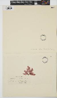 Gaillona hookeri image